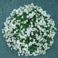 3 MP GYPSOPHLIA CANDLE RING